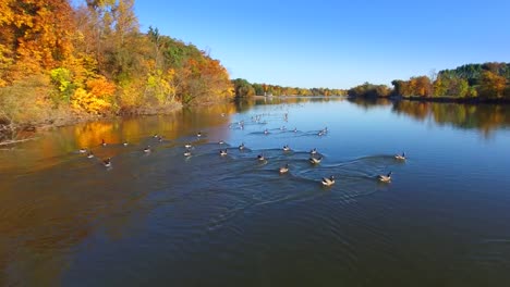 Bandada-de-gansos-natación-en-un-colorido-entorno-de-un-paisaje-de-otoño