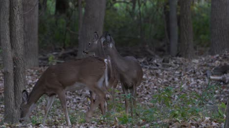 Three-young-deer-together-in-the-woods-fawns
