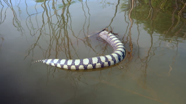 snake-caught-in-fishing-net-and-floating-dead-in-the-lake