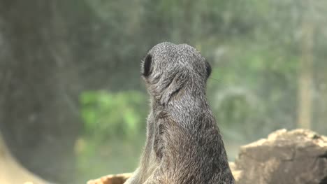Meerkat-at-Zoo