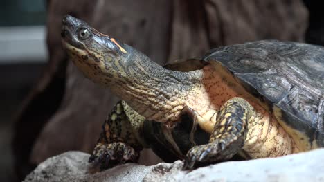 Turtle-or-Tortoise-in-Captivity