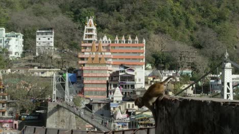 Monkey-in-front-of-a-yoga-house.