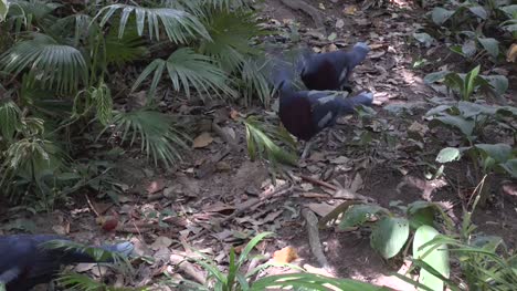 video-of--the- crowned-pigeon-in-the-jungles.