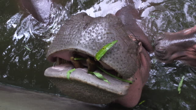 Nahaufnahme-Video-von-hippoes-Stellen-für-Speisen