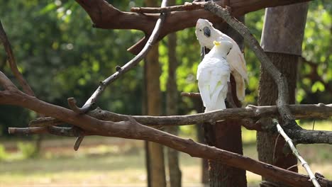 Beautiful-of-two-white-Cockatoo,-Sulphur-crested-Cockatoo