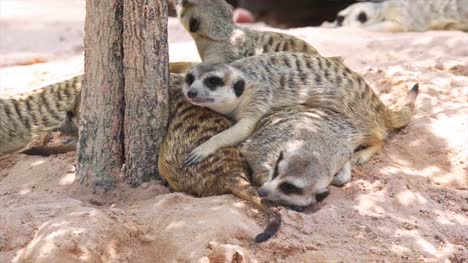 Familia-de-suricata-sentado-en-el-suelo