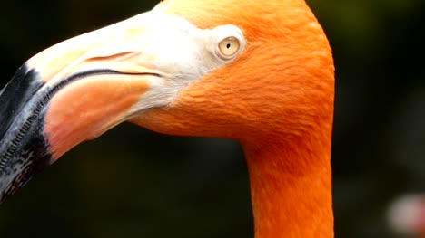 Beautiful-flamingo-head.-closeup