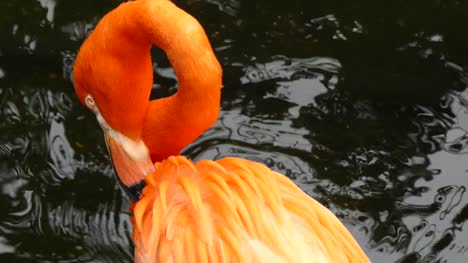 Flamingo-preening-plumage