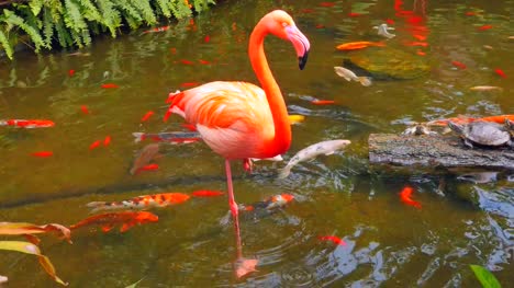 Flamingo-Standing-in-Jungle-Stream,-Tropical-Fish