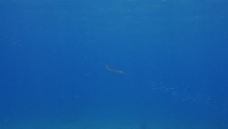 Cornet-Fish