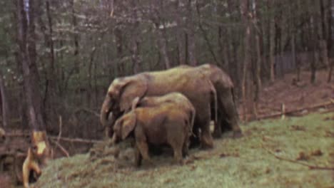 1964:-Pack-of-elephants-eating-food-in-eastern-USA-forest-habitat.