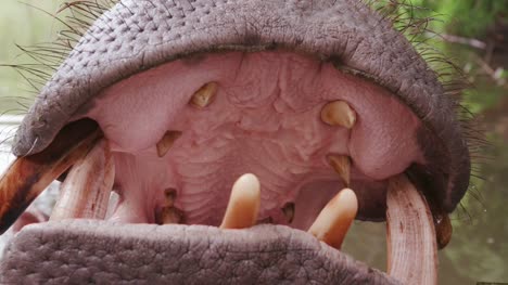 Close-up-of-hippo's-open-mouth-and-teeth