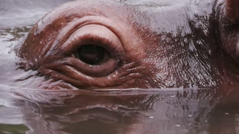 Close-up-of-hippo's-eye