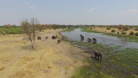 Aerial-shot-of-elephants-drinking-at-a-river-in-the-Okavango-Delta