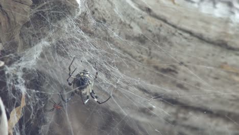 Spinne-im-Web-bewegen