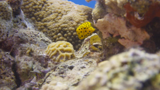 Gelb-gepunktet-Boxfish