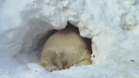 A-white-bear-crawls-in-a-snow-lair
