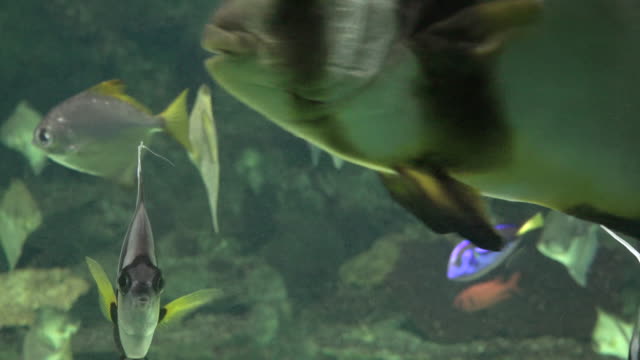 Fish-Tank-Or-Aquarium