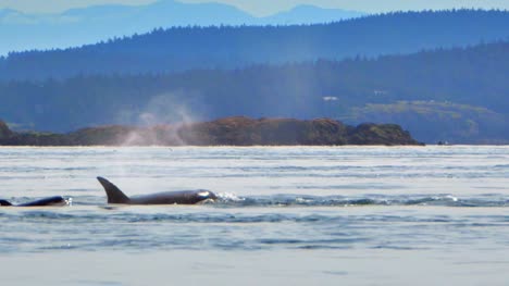 Salvaje-de-la-Orca-ballena-mamíferos-en-océano