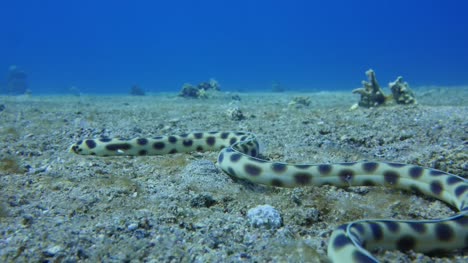 Snake-eel