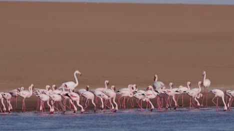 4K-Flamingos-Fütterung-in-Lagune-mit-Dünen-im-Hintergrund