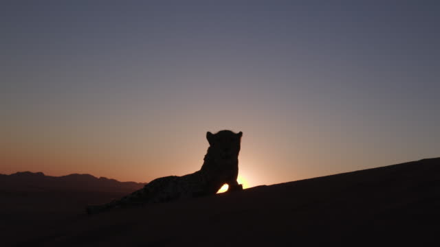 4-K-Cheetah-en-silueta-contra-la-puesta-del-sol-del-desierto-de-Namib