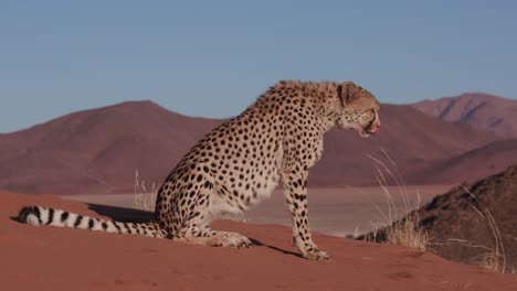 4-de-K-de-Cheetah,-sentándose-en-las-dunas-de-arena-rojizas-del-desierto-de-Namib