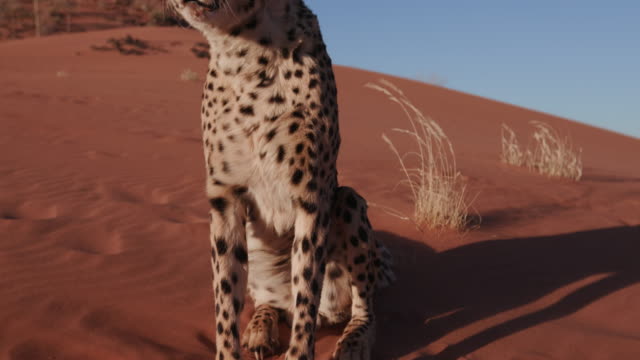 4K-arriba-Panning-shot-de-guepardo-sentado-en-dunas-de-arena-roja-del-desierto-de-Namib