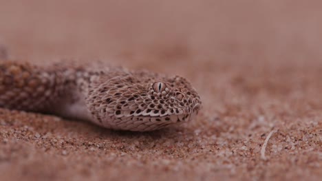 Close-up-de-4K-de-serpiente-de-Peringuey/Sidewinder-chasquear-su-lengua