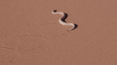 4K-shot-of-sidewinder/Peringuey's-adder-moving-across-the-sand-dune
