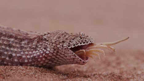 4K-shot-of-sidewinder/Peringuey's-adder-eating-a-shovel-snouted-lizard