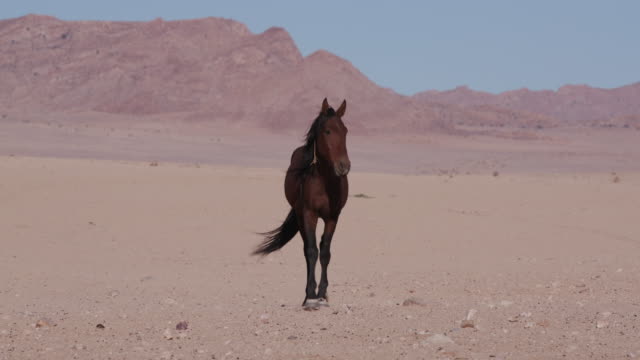 4K-Weitwinkel-von-Wildpferden,-die-zu-Fuß-durch-die-Wüstenlandschaft