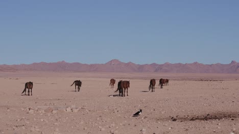 4K-wide-angle-view-of-wild-horses-walking-through-the-desert-landscape