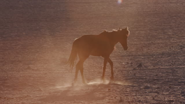 4K-backlit-shot-of-wild-horses-walking-through-desert-landscape