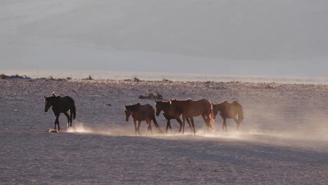 4K-Hintergrundbeleuchtung-Schuss-von-Wildpferden,-die-zu-Fuß-durch-Wüstenlandschaft