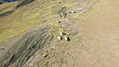 4K-Aerial-view-turn-around-llama-in-mountain