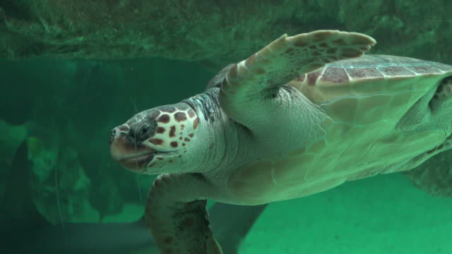 Meeresschildkrötenschwimmen-im-Aquarium