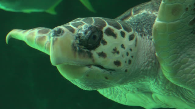 Meeresschildkröte-Schwimmen-im-Aquarium