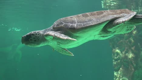 Sea-Turtle-Swimming-Underwater