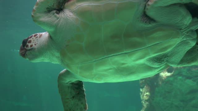 Belly-Of-Swimming-Sea-Turtle