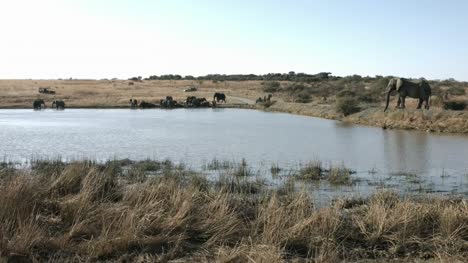 African-elephants-at-watering-hole-with-game-vechicles.