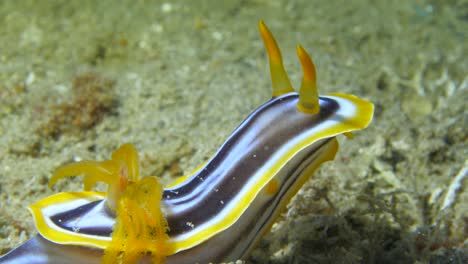 sea-slug