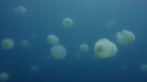 Escuela-de-medusas