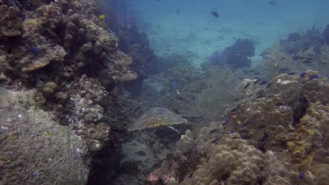 Meeresschildkröte-