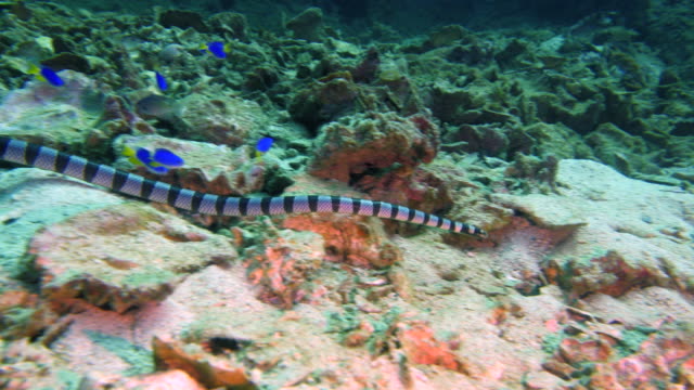 sea-snake