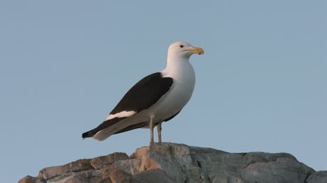 Seagull-standing-on-a-rock.