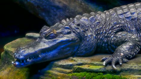 Schlafen-Reptil,-Nahaufnahme-Krokodil,-Alligator,-des-Kopfes
