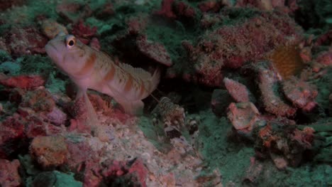 Goby-And-Shrimp