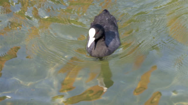 Das-Baby-schwarze-Wasserhuhn-wackeln-mit-dem-Kopf-und-Schwimmen-im-See-GH4-4-K-UHD