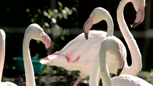 Six-white-and-pinkish-long-neck-flamingos-flocking